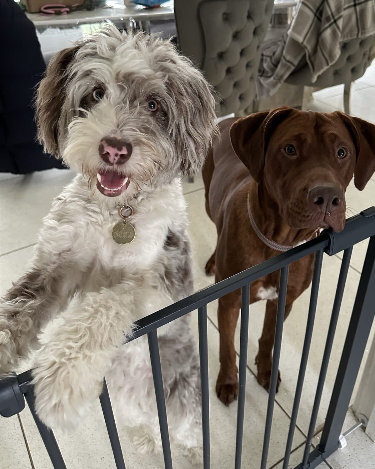 Two dogs waiting behind a safety gate in a home